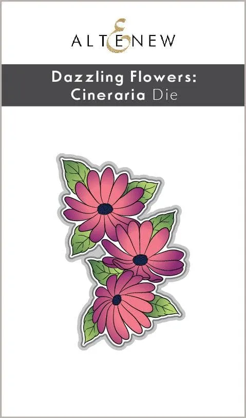 Dazzling Flowers - Cineraria