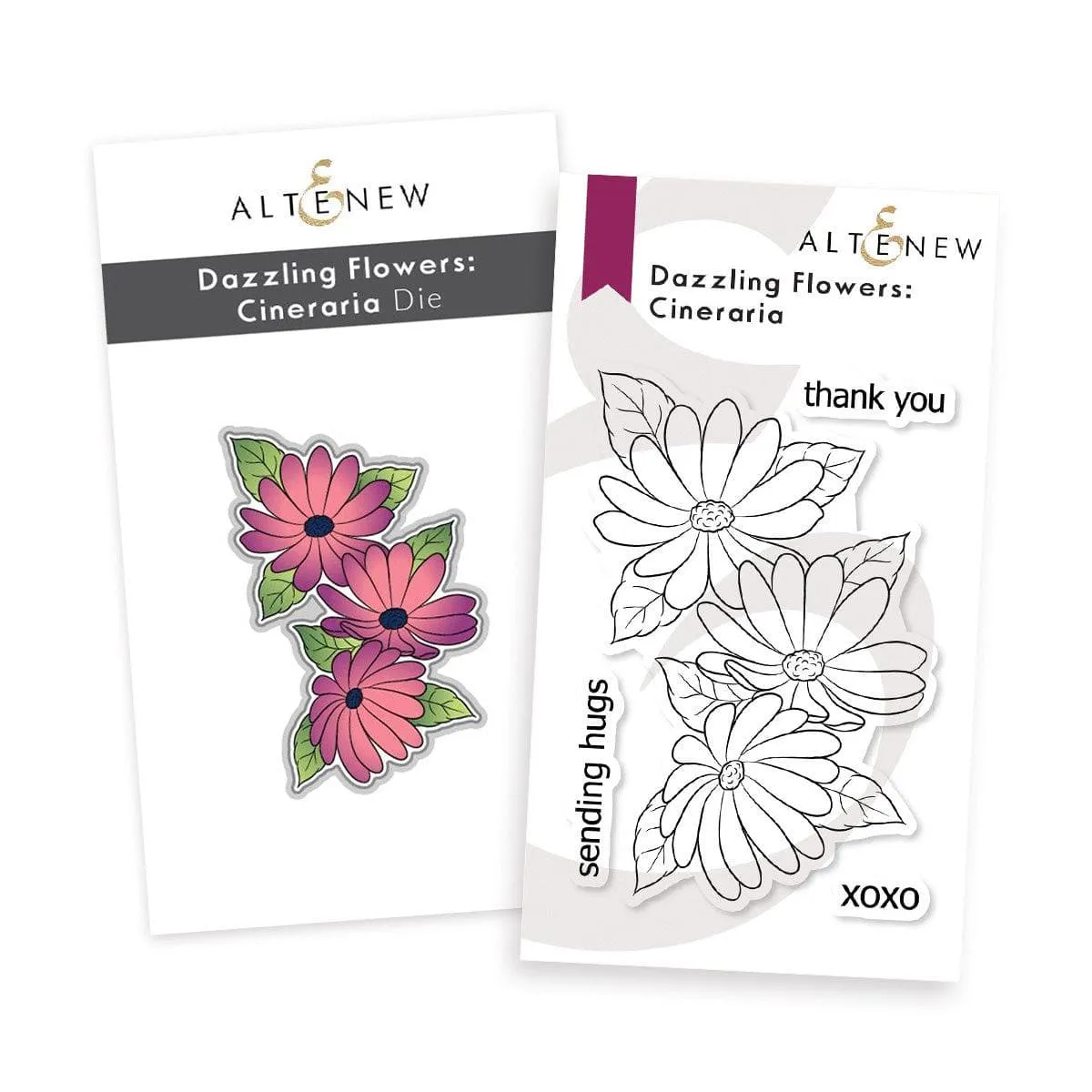 Dazzling Flowers - Cineraria